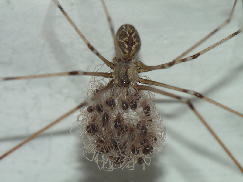 Holocnemus pluchei - Albizzate (VA)